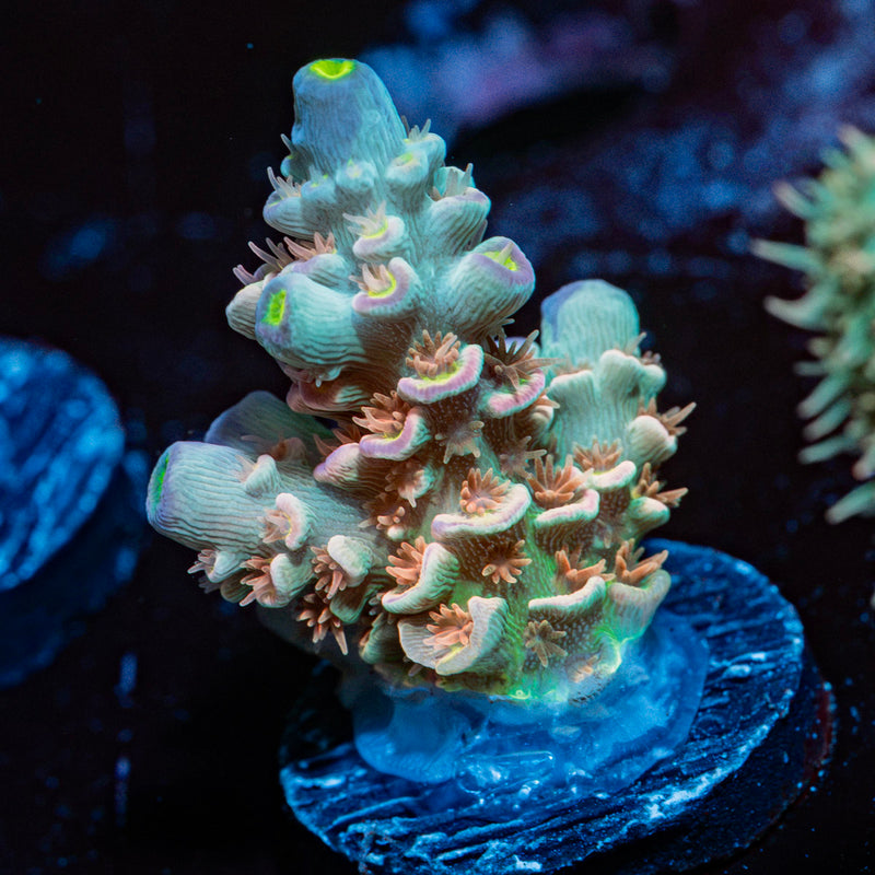 Chevron Acropora Coral with branching growth in reef aquarium