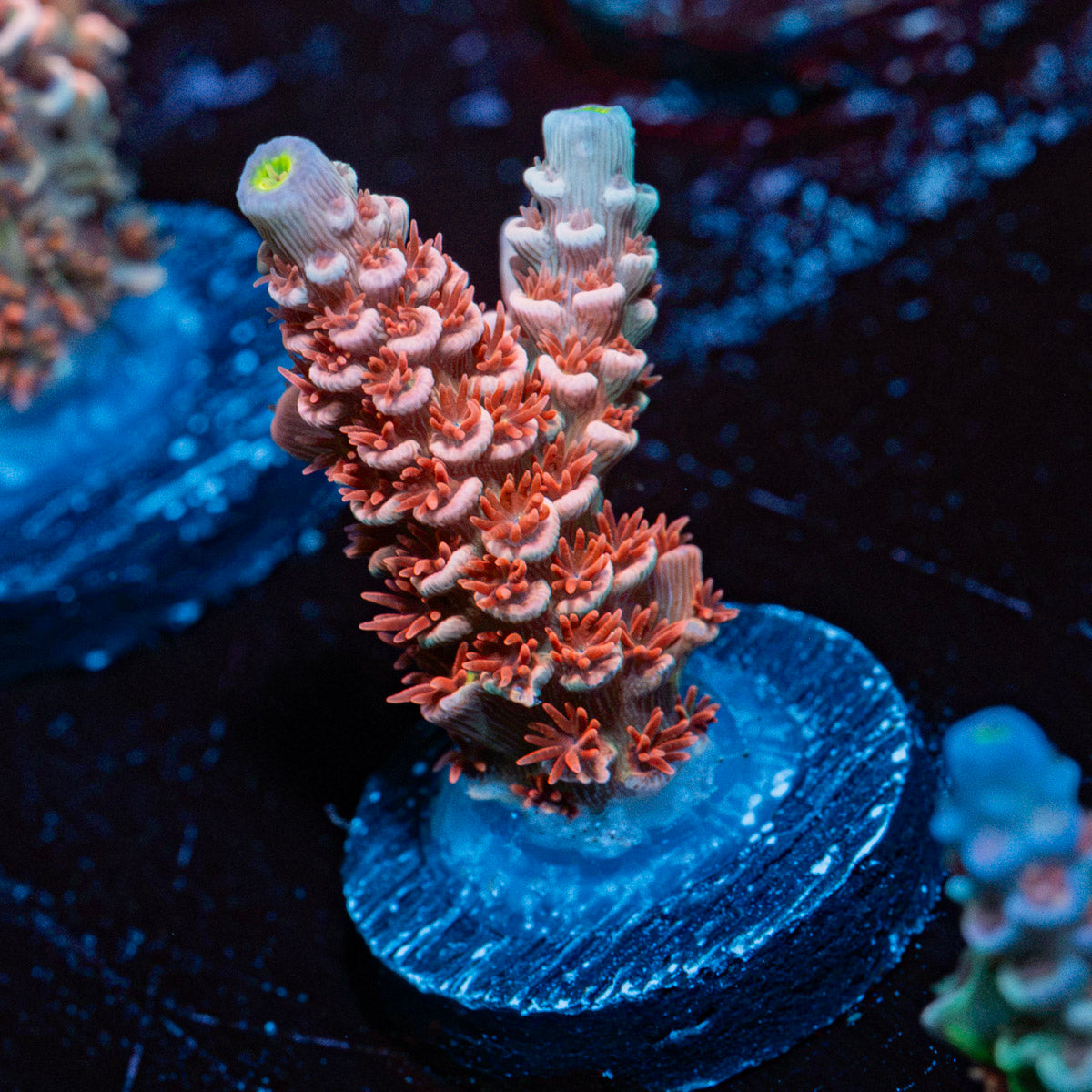 Cherry Bomb Acropora Coral with branching growth in reef aquarium