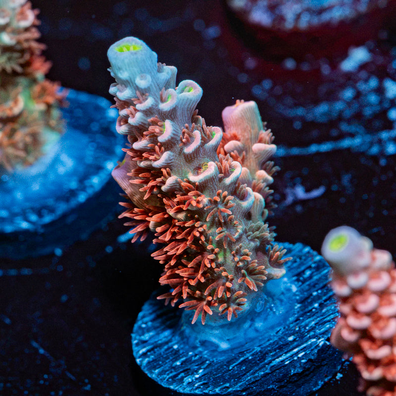 Globe Master Tenuis Acropora Coral with branching growth in reef aquarium