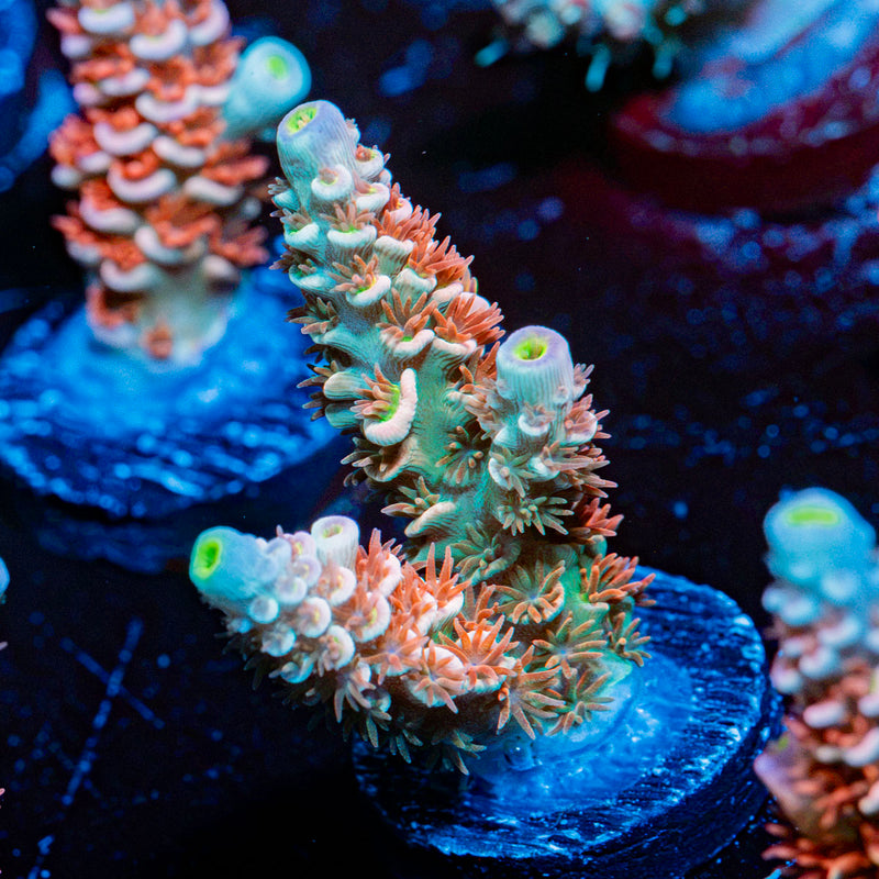 Branching growth of Globe Master Acropora Coral in reef aquarium
