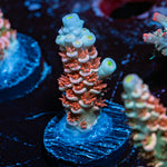 Globe Master Acropora Coral with branching growth in reef aquarium
