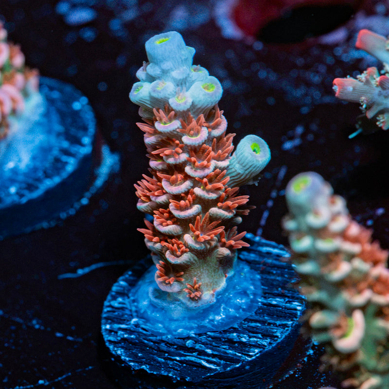 Globe Master Acropora Coral with branching growth in reef aquarium