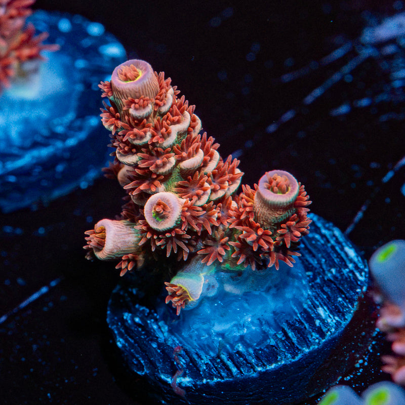 Globe Master Tenuis Acropora Coral with branching growth in reef aquarium