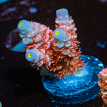 Cherry Bomb Acropora Coral with branching growth in reef aquarium