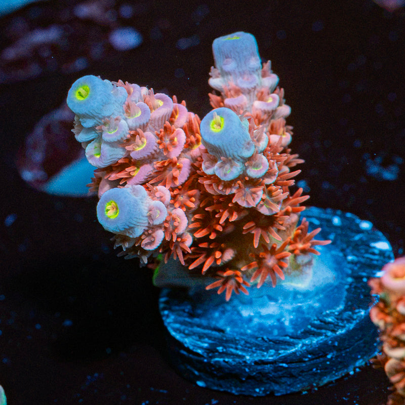 Cherry Bomb Acropora Coral with branching growth in reef aquarium