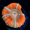 Captian Hook Asian acan