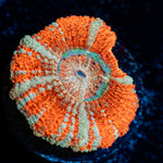 Captian Hook Asian acan