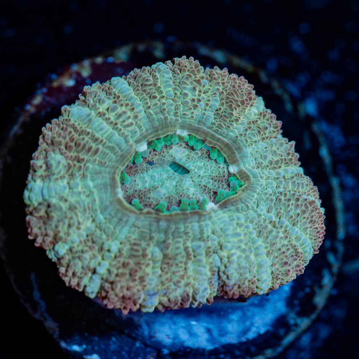 Sand Acan