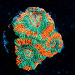 Tony the tiger asian Acan 