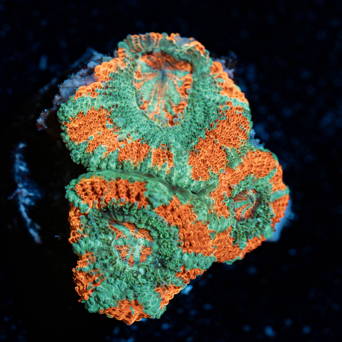 Tony the tiger asian Acan 