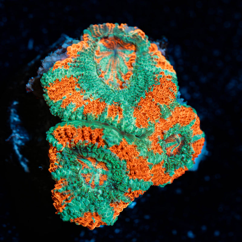Tony the tiger asian Acan