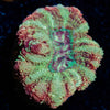 Kolea eye Asian Acan 