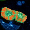 Tony the tiger asian Acan 