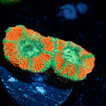 Tony the tiger asian Acan 