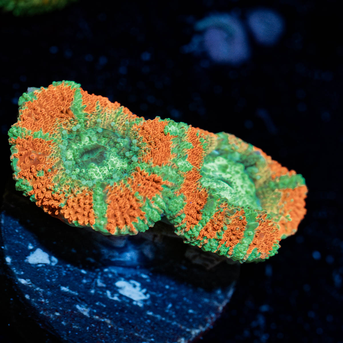 Tony the tiger asian Acan 