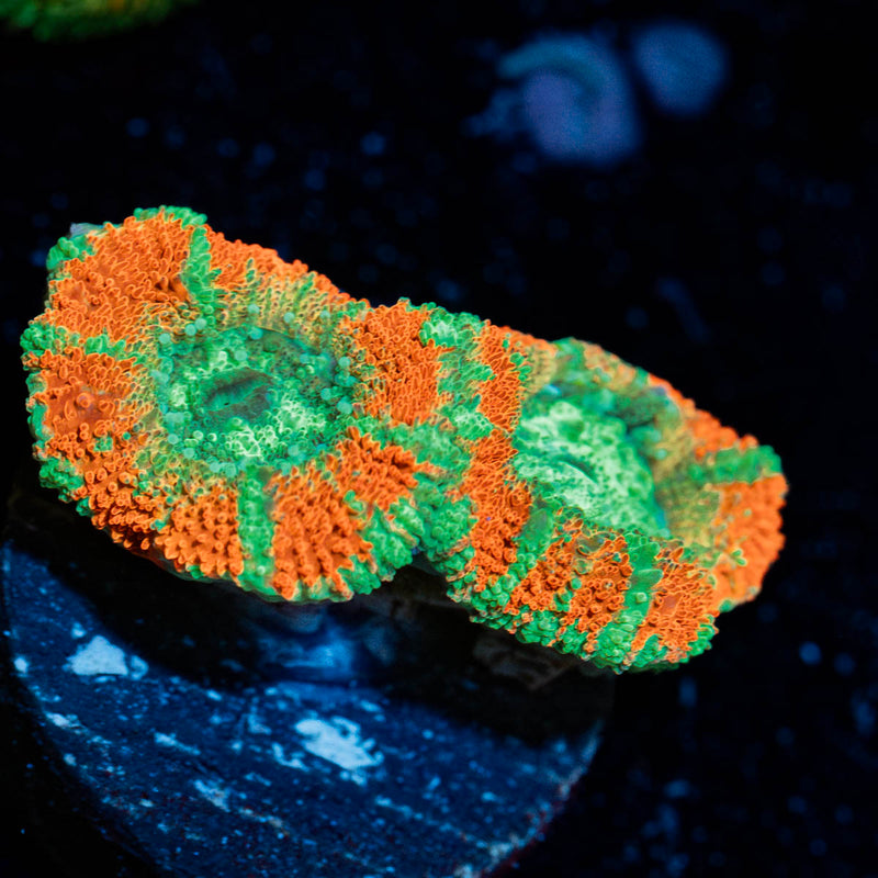 Tony the tiger asian Acan