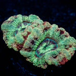 Kolea eye Asian Acan 