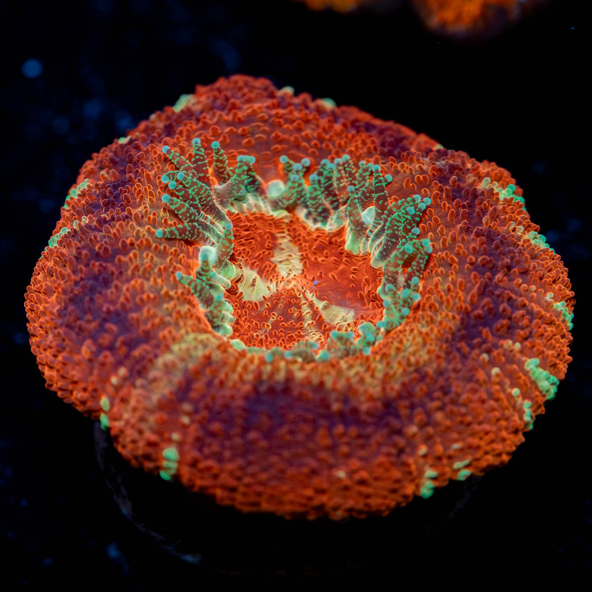 Blood Moon Asian ACan 