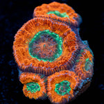 New Moon Asian Acan 