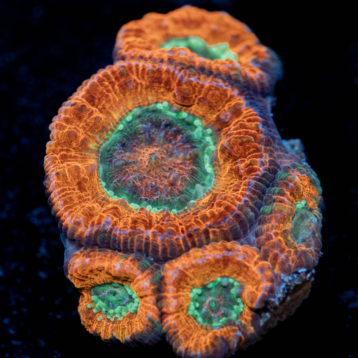 New Moon Asian Acan 