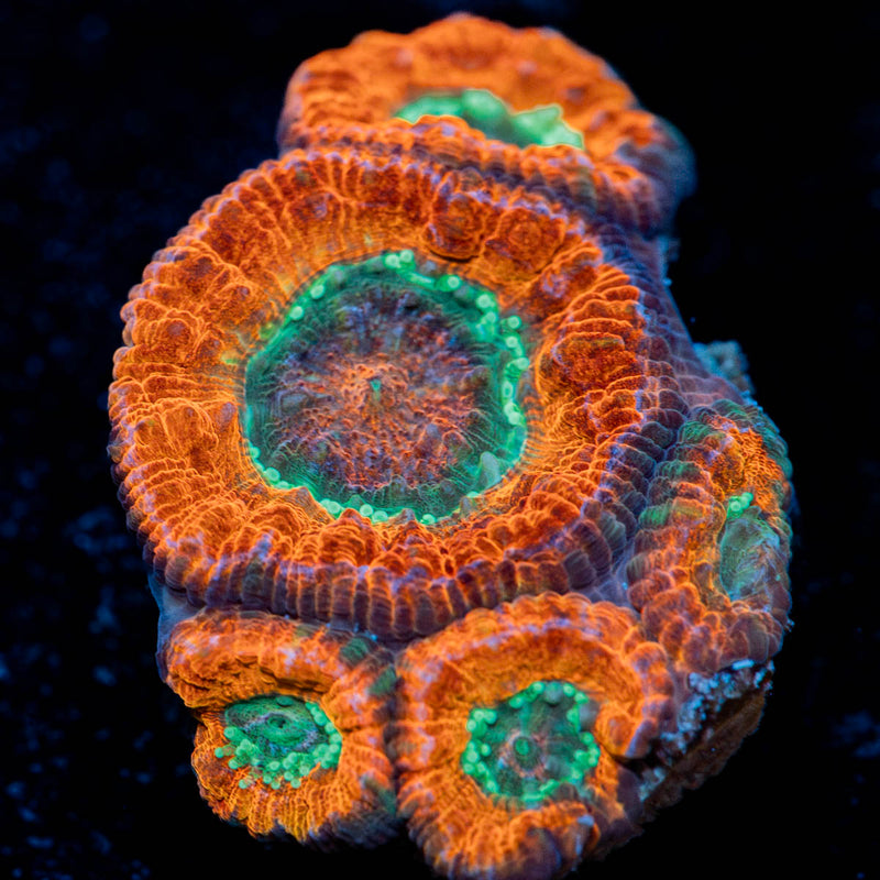 New Moon Asian Acan