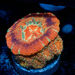 Blood Moon Asian ACan 
