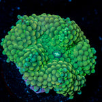 Green Ricordea mushroom soft coral in vibrant green, ideal in reef aquarium