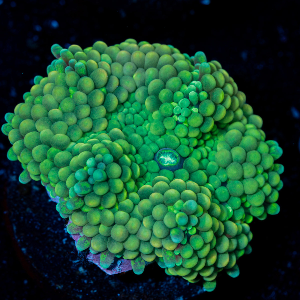 Green Ricordea mushroom soft coral in vibrant green, ideal in reef aquarium