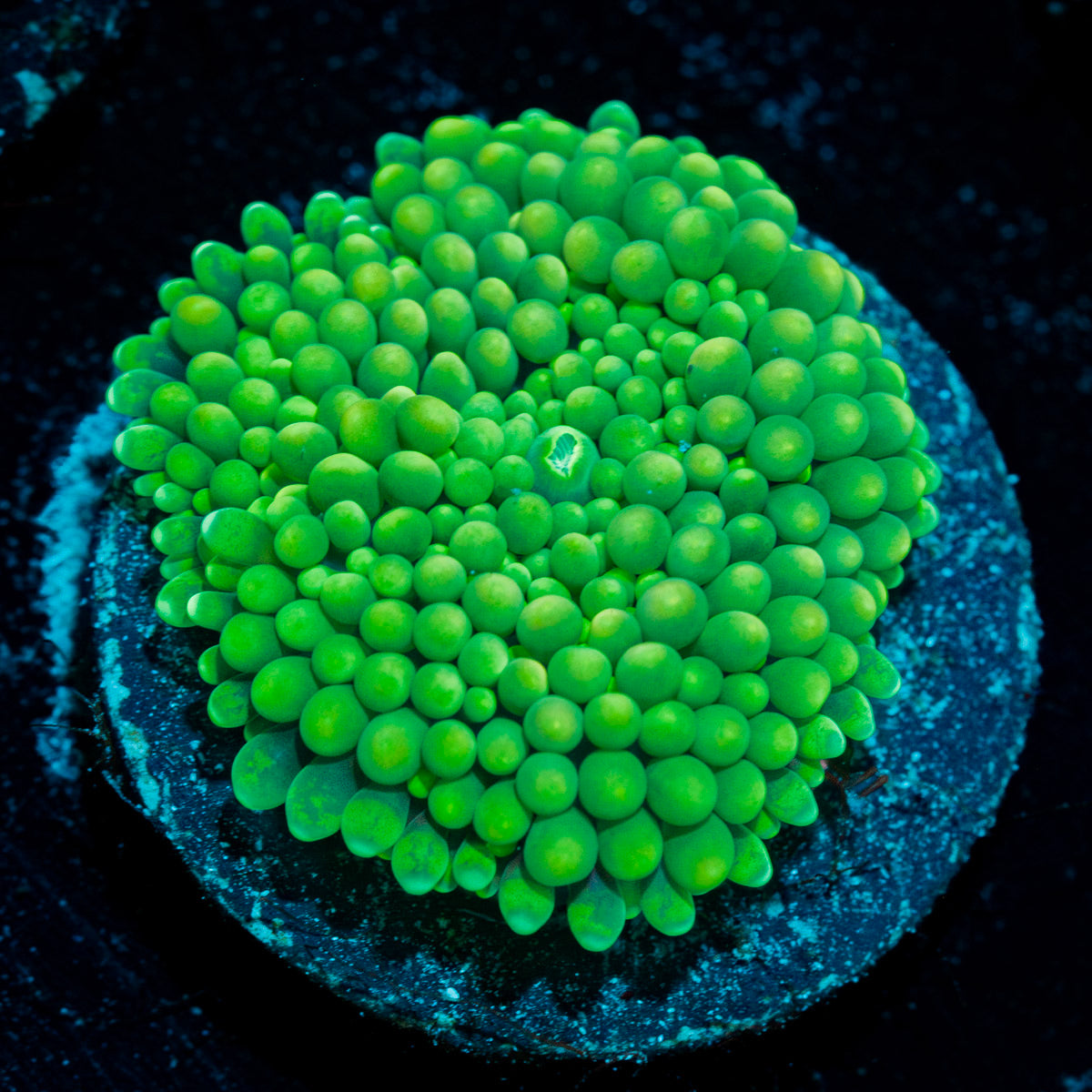 Green Ricordea mushroom in vibrant green hues for a reef aquarium