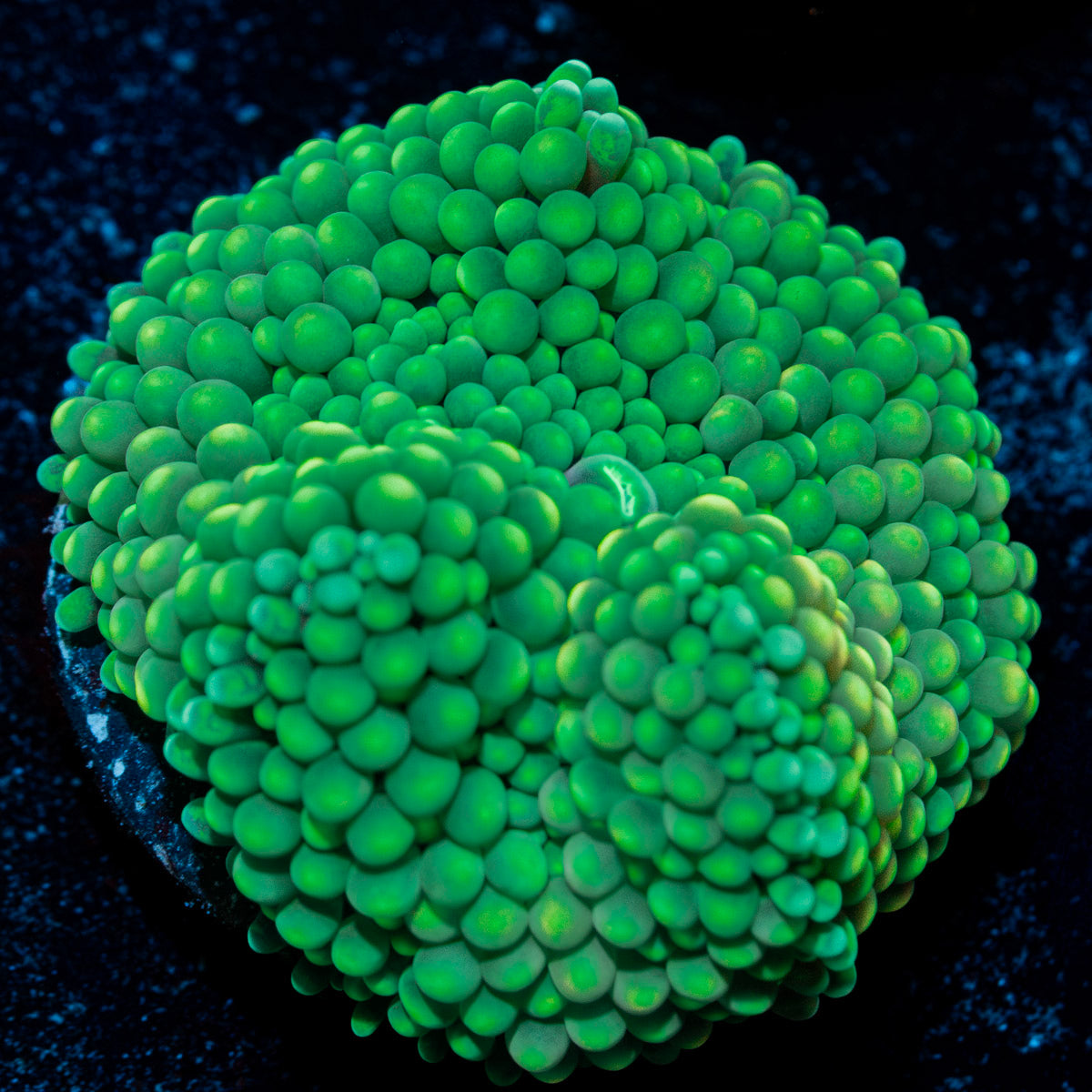 Green Ricordea mushroom in vibrant green hues for a reef aquarium