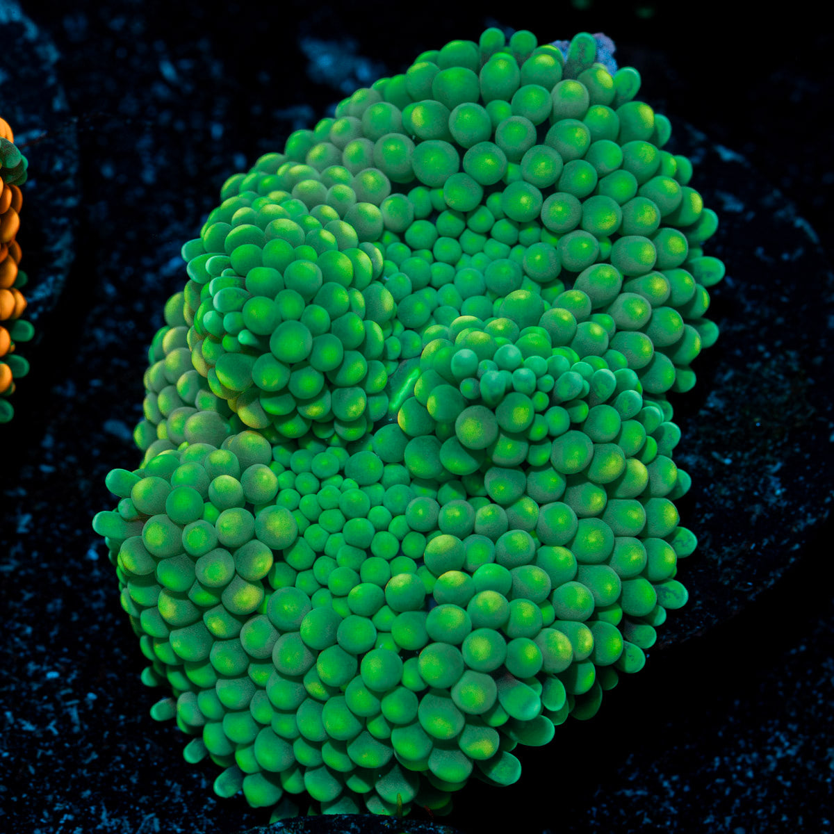 Green Ricordea mushroom with vibrant green colors in reef aquarium