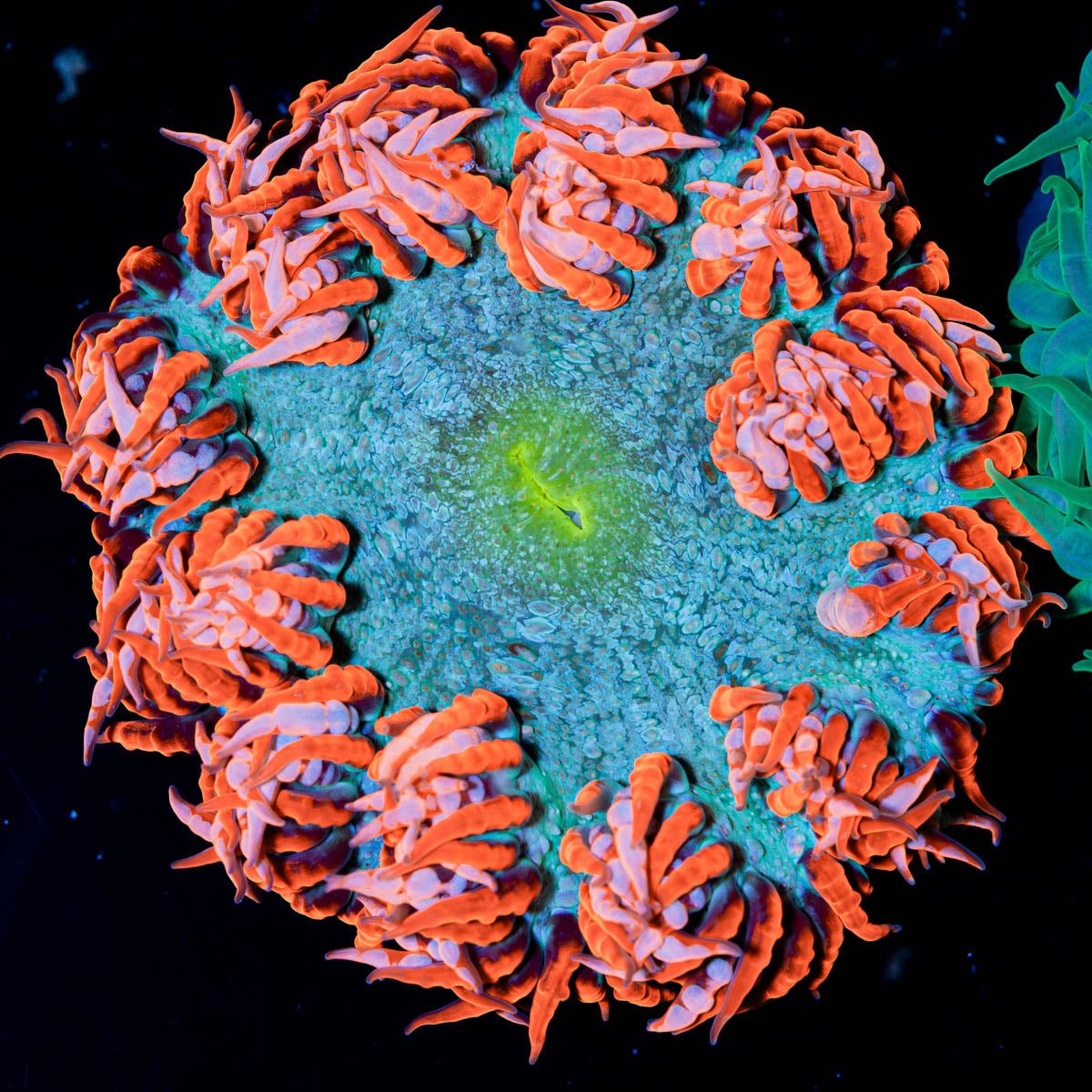 3-Pack Rock Flower Anemones – 1 Red, 2 Green or Silver Skirt