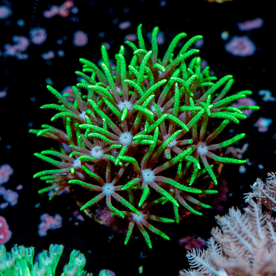 Green Star Polyps - Soft Coral 