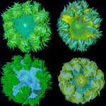 Green Rock Flower Anemones