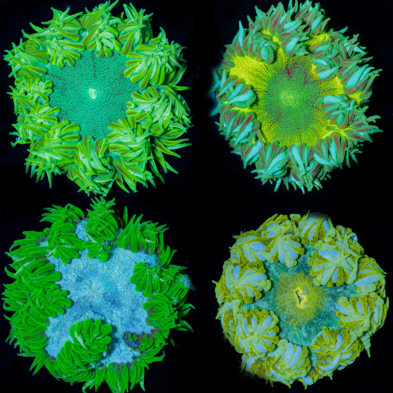 Green Rock Flower Anemones