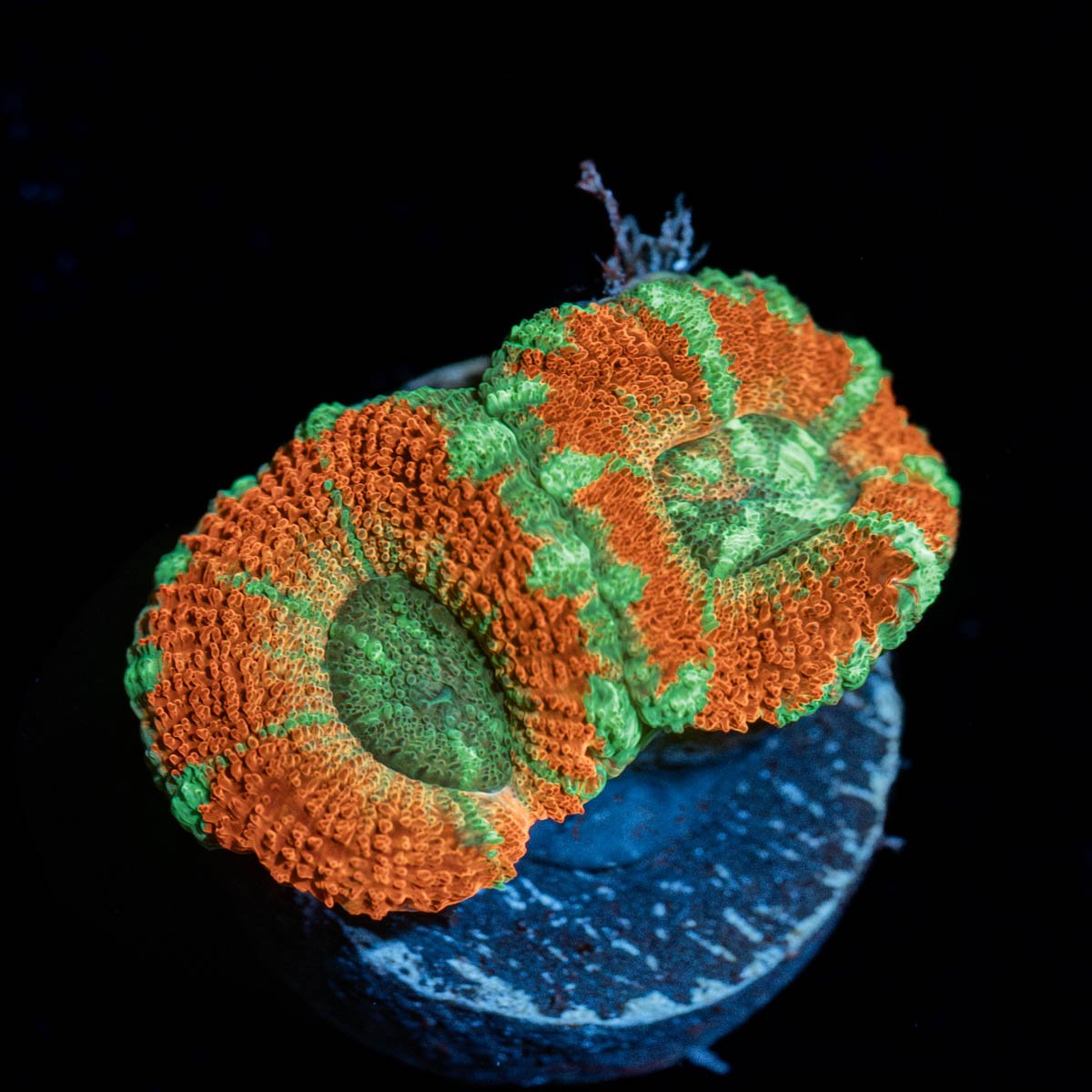 Tony the tiger asian Acan - riptide aquaculture llc