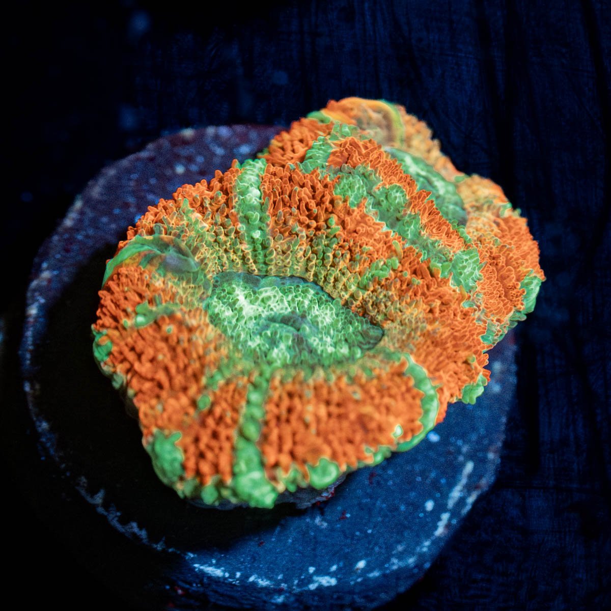 Tony the tiger asian Acan - riptide aquaculture llc