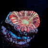 Koala Lovers Asian acan - riptide aquaculture llc