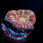 Koala Lovers Asian acan - riptide aquaculture llc
