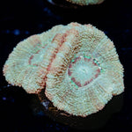 Moonlight Asian Acan - riptide aquaculture llc