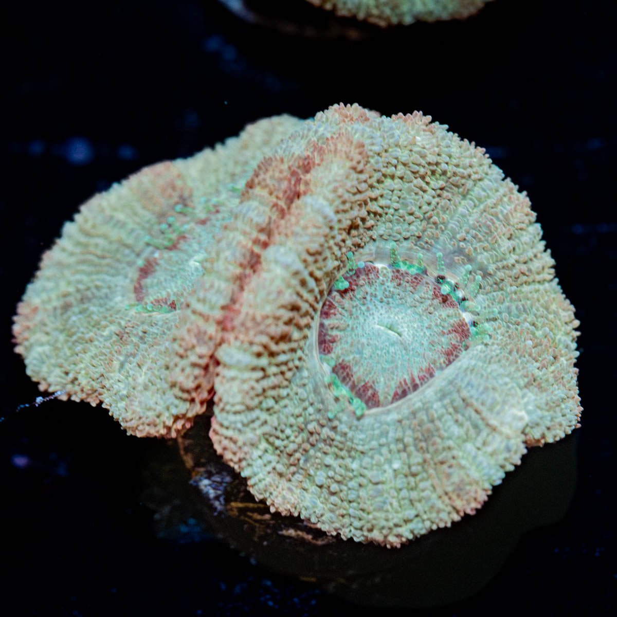 Moonlight Asian Acan - riptide aquaculture llc