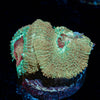 Moonlight Asian Acan - riptide aquaculture llc