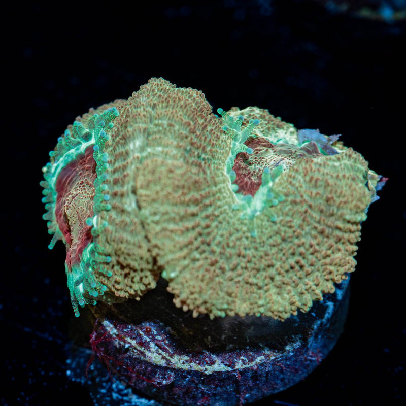 Moonlight Asian Acan