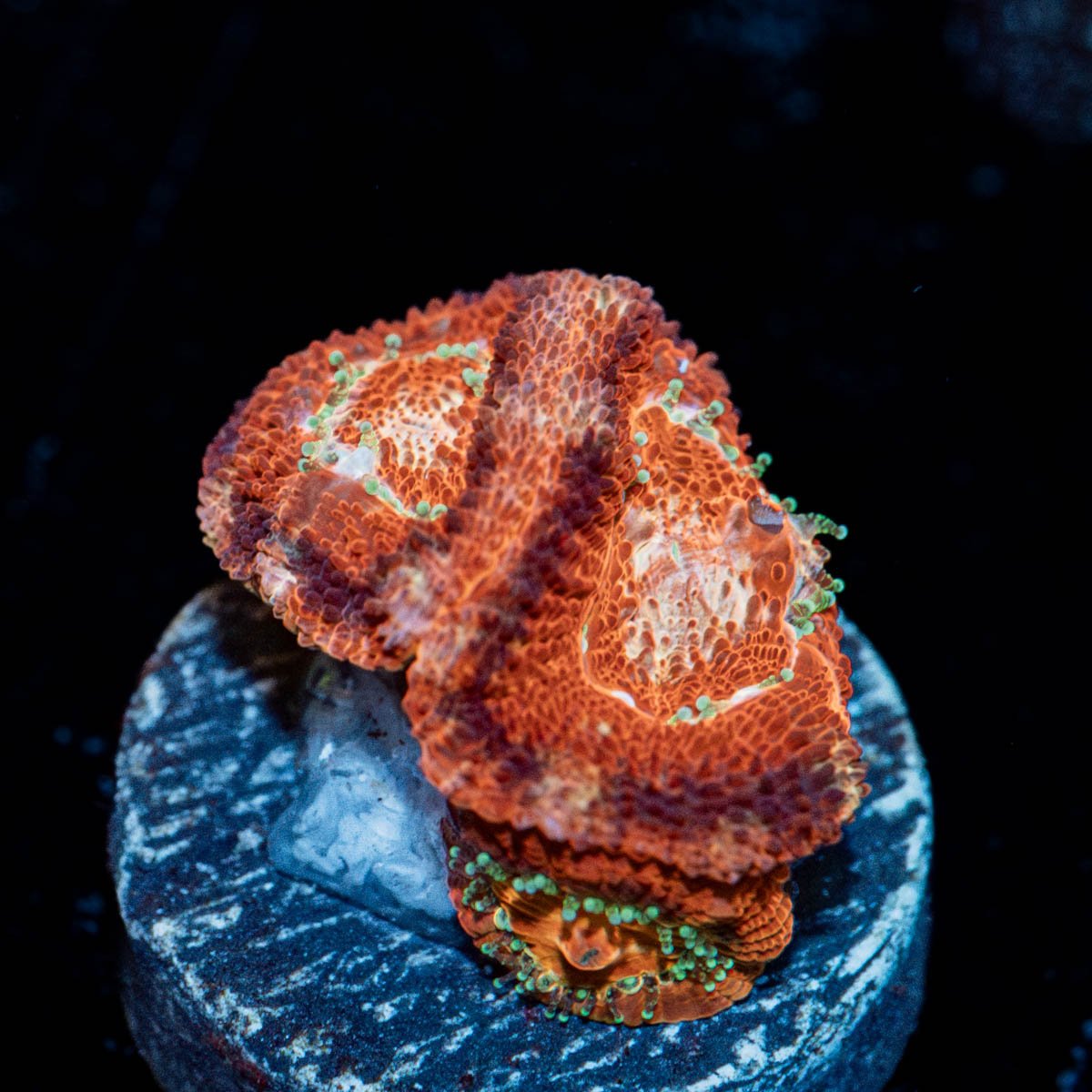 Blood Moon Asian Acan - riptide aquaculture llc