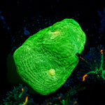 Space invader Chalice Coral with encrusting growth in reef aquarium