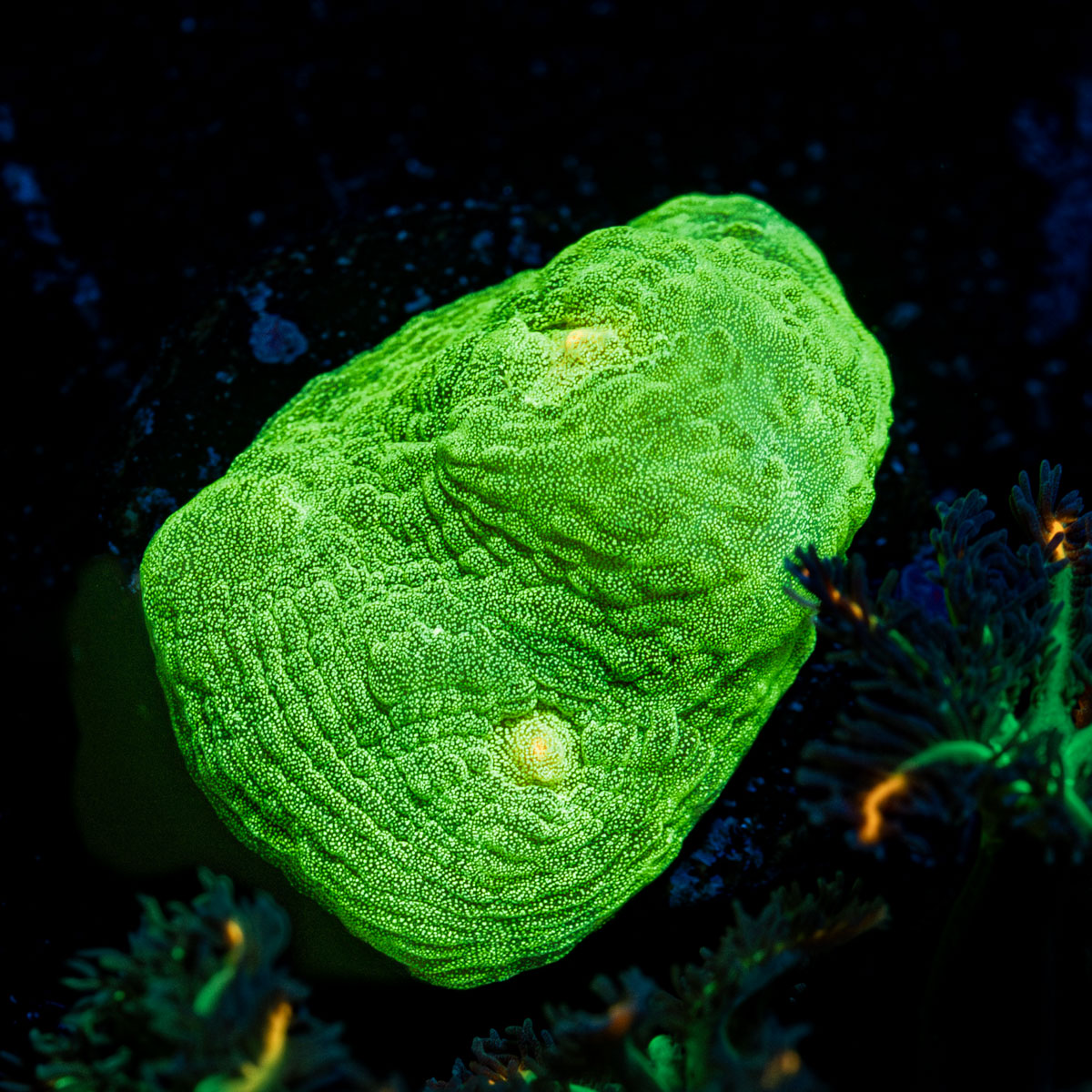 Space invader Chalice Coral with encrusting growth in reef aquarium