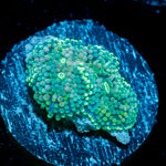 Blue Green Ricordea Mushroom Coral with mushroom disc in reef aquarium