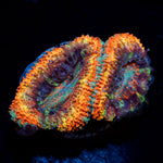 Rising Sun Rainbow Acan Coral with fleshy polyps in reef aquarium