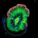 Hulk Smash Asian Acan Coral with fleshy polyps in reef aquarium