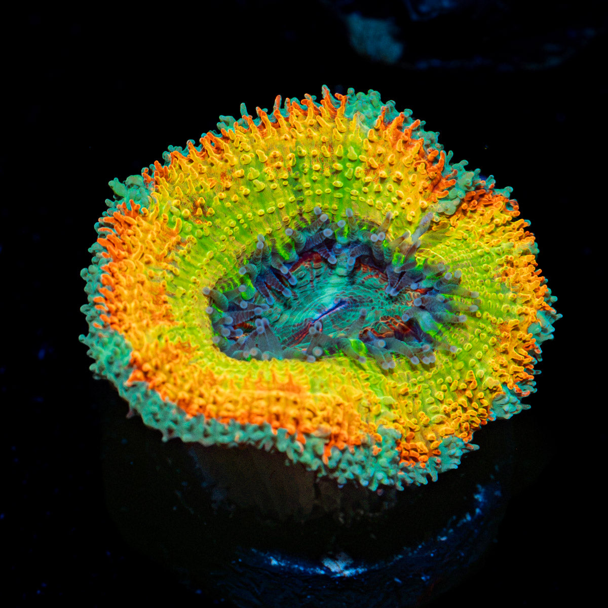 Stormbreaker Rainbow Acan Coral with fleshy polyps in reef aquarium